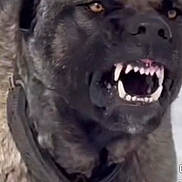 Debo joined the competition — help win amazing prizes! dog, animal, teeth, aggressive, close_up, collar, fur, snarl, pet, outdoor, canine, mouth_open, fangs, intense_eyes, guard_dog, large_dog, brown_fur, alert, animal_face, winter