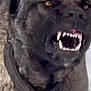 dog, animal, teeth, aggressive, close_up, collar, fur, snarl, pet, outdoor, canine, mouth_open, fangs, intense_eyes, guard_dog, large_dog, brown_fur, alert, animal_face, winter