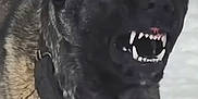 Debo joined the competition — help win amazing prizes! dog, black_dog, snarling, teeth, fangs, collar, animal, pet, fur, closeup, snow, outdoor, aggressive, guard_dog, canine, mouth_open, teeth_baring, intense, alert, winter