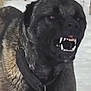 dog, black_dog, snarling, teeth, fangs, collar, animal, pet, fur, closeup, snow, outdoor, aggressive, guard_dog, canine, mouth_open, teeth_baring, intense, alert, winter