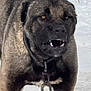 Debo joined the competition — help win amazing prizes! dog, animal, canine, fierce, snow, collar, chain, outdoor, pet, fur, alert, teeth, guard, muzzle, winter, powerful, watchful, closeup, standing, expression