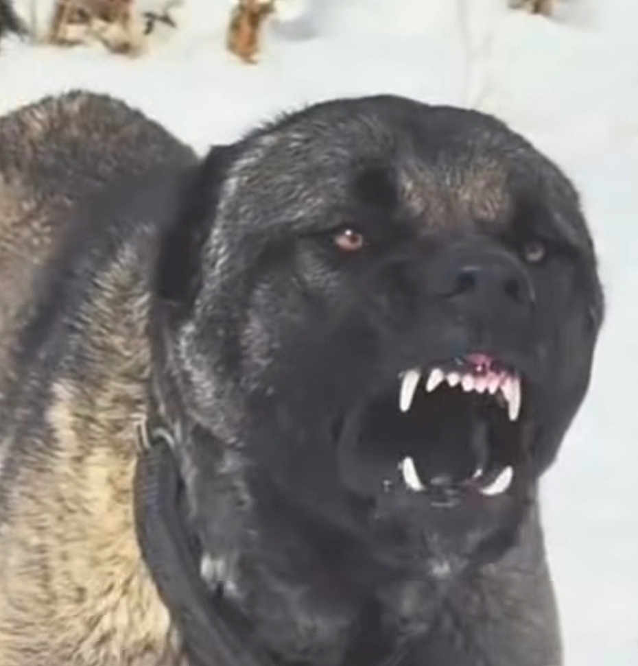 Debo joined the competition — help win amazing prizes! dog, animal, canine, teeth, growling, aggressive, fur, outdoor, snow, black, brown, collar, pet, muzzle, snarl, wild, intense, closeup, portrait, nature