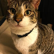 Max is registered to the contest to win money with this photo: cat, tabby, close_up, pet, indoor, collar, curious, feline, whiskers, yellow_eyes, fur, animal, portrait, domestic, looking, soft_lighting, bed, white_fur, striped, mammal
