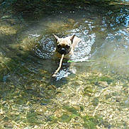 Springfield participe au concours pour gagner de l'argent avec cette photo :