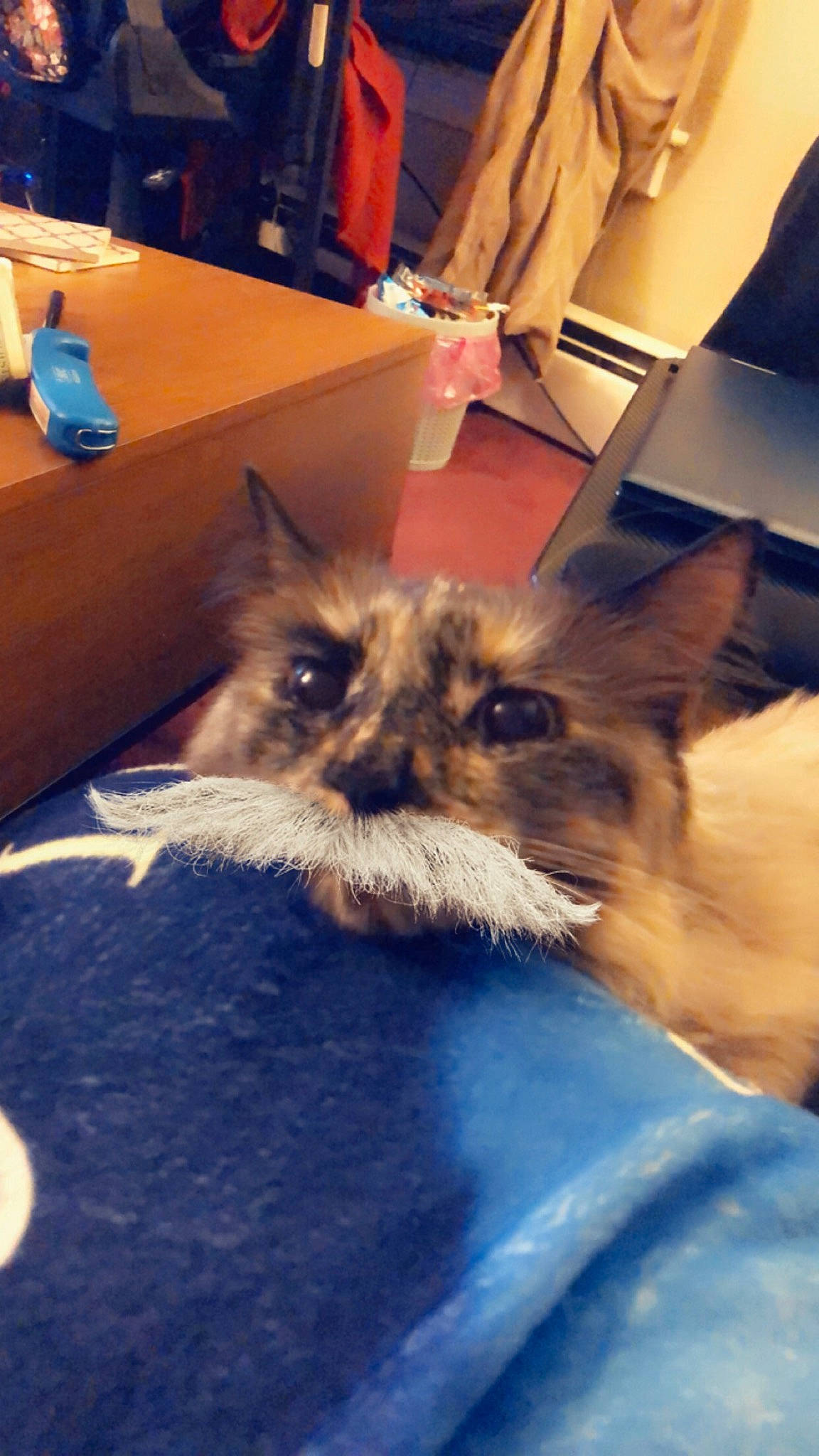 Kayda is registered to the contest to win money with this photo: beard, blue, canidae, carnivore, cat, chair, claw, comfort, companion_dog, dog_breed, fawn, felidae, fur, small_to_medium_sized_cats, snout, table, terrestrial_animal, toy_dog, water_bottle, whiskers