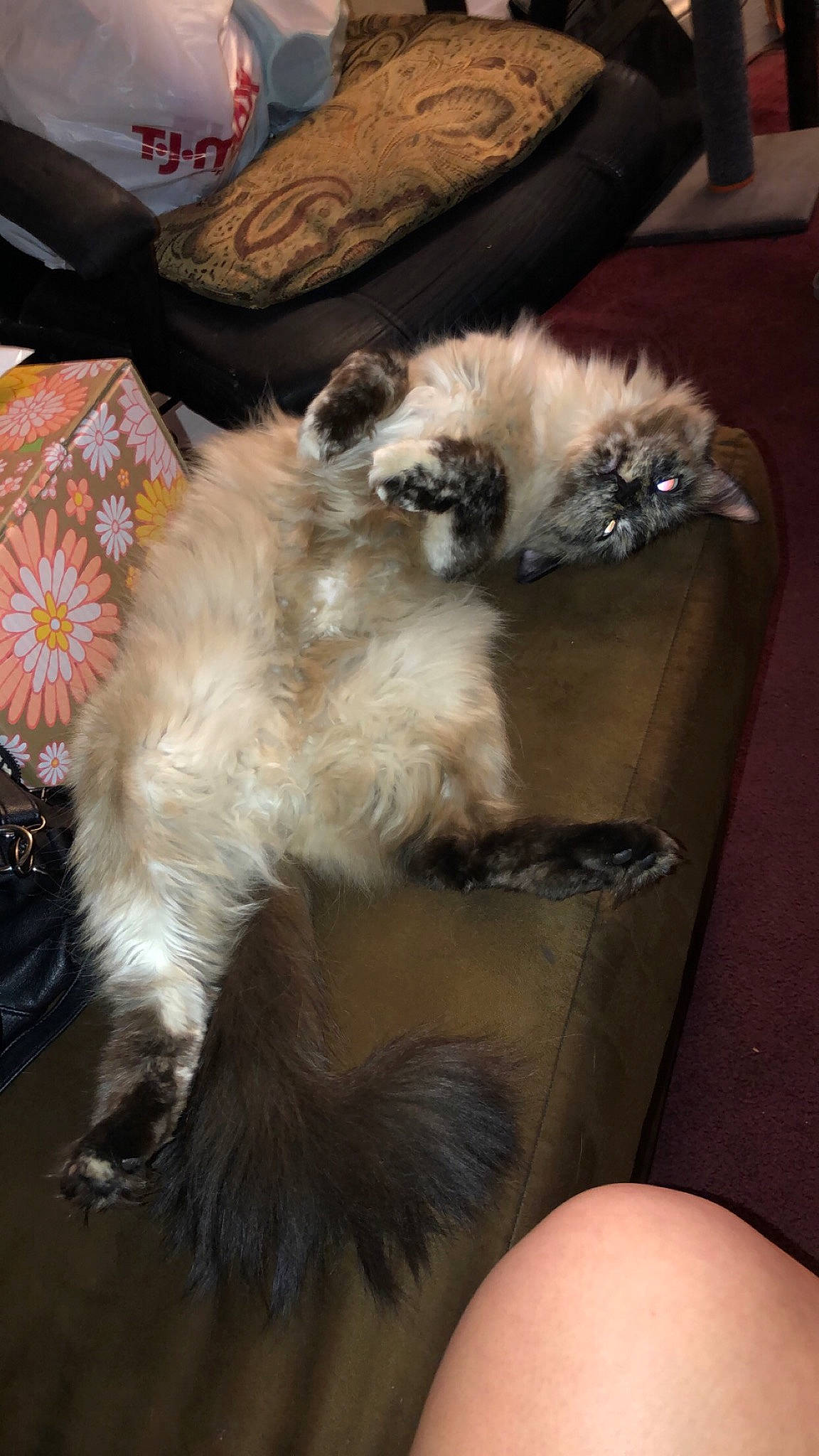 Kayda joined the competition — help win amazing prizes! birman, box, carnivore, cat, claw, comfort, companion_dog, dog_breed, fawn, felidae, foot, fur, natural_material, paw, siamese, small_to_medium_sized_cats, tail, terrestrial_animal, whiskers