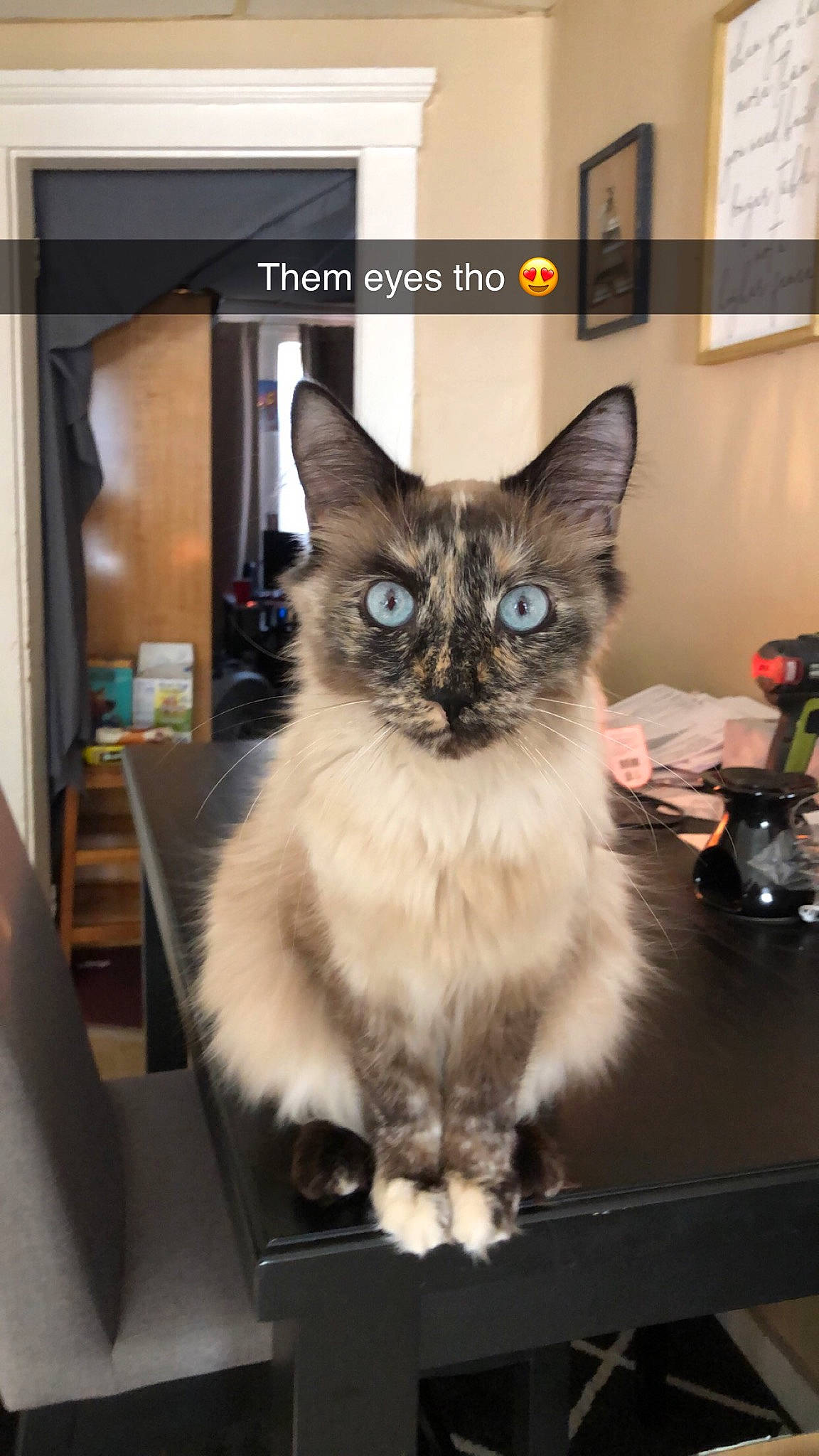 Kayda joined the competition — help win amazing prizes! balinese, box, carnivore, cat, cat_furniture, domestic_short_haired_cat, fawn, felidae, fur, iris, ragdoll, siamese, small_to_medium_sized_cats, snout, table, tail, thai, tonkinese, whiskers, window