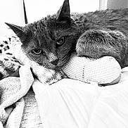 Baby is registered to the contest to win money with this photo: animal, bed, blanket, cat, closeup, comfort, cozy, cute, feline, fur, indoor, monochrome, pet, pillow, relaxation, resting, sleeping, soft, texture, whiskers