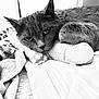 animal, bed, blanket, cat, closeup, comfort, cozy, cute, feline, fur, indoor, monochrome, pet, pillow, relaxation, resting, sleeping, soft, texture, whiskers