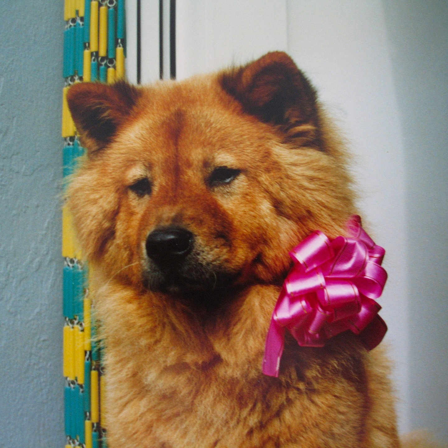 Cindy participe au concours pour gagner de l'argent avec cette photo : animal, background, brown, closeup, collar, cute, decor, dog, ears, expression, face, fluffy, fur, indoor, nose, pet, pink_bow, portrait, ribbon, standing