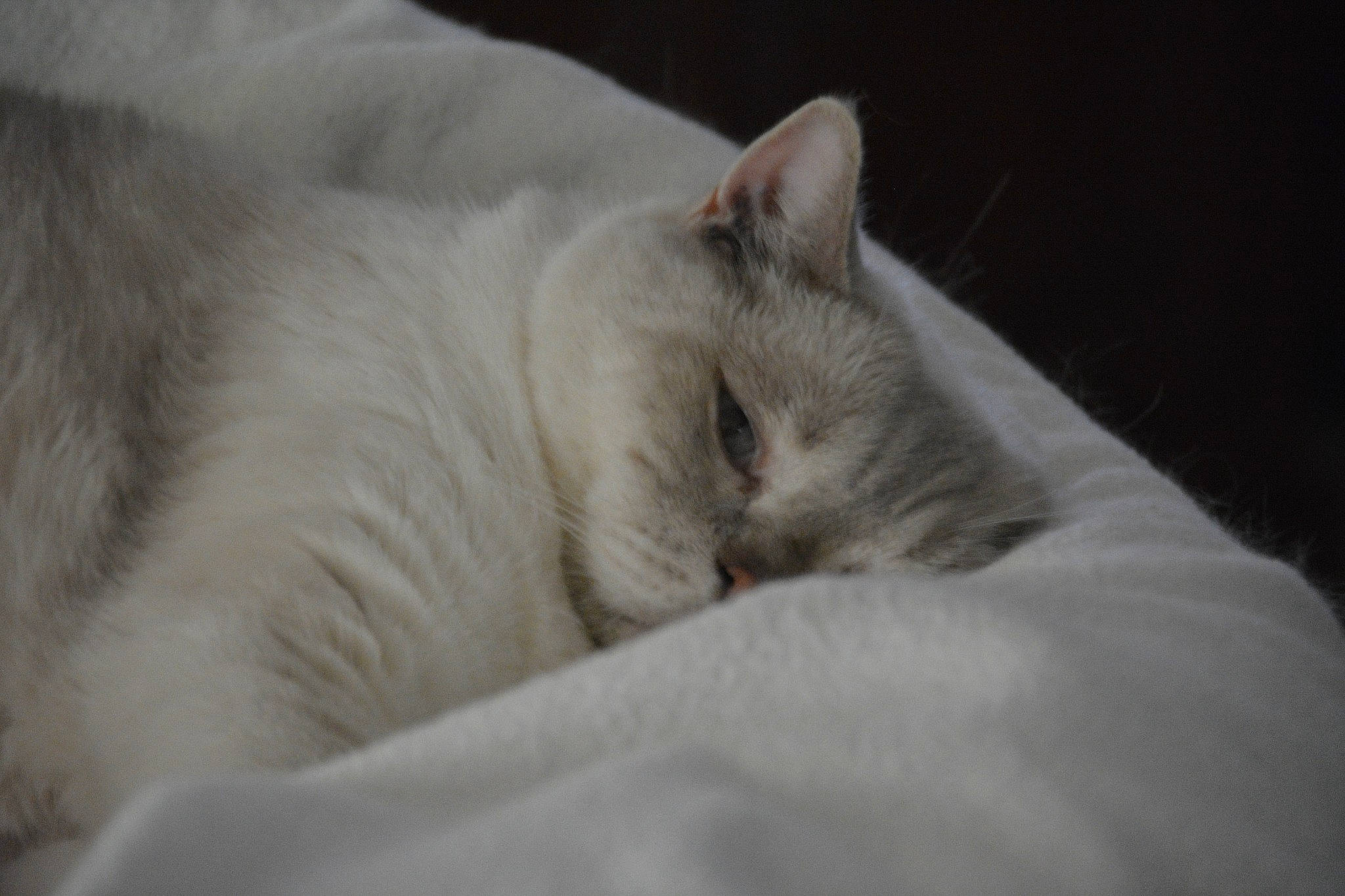 Gordon a rejoint le concours — aidez-le/la à gagner de superbes lots ! carnivore, cat, claw, comfort, domestic_short_haired_cat, felidae, fur, linens, nap, paw, sleep, small_to_medium_sized_cats, terrestrial_animal, whiskers