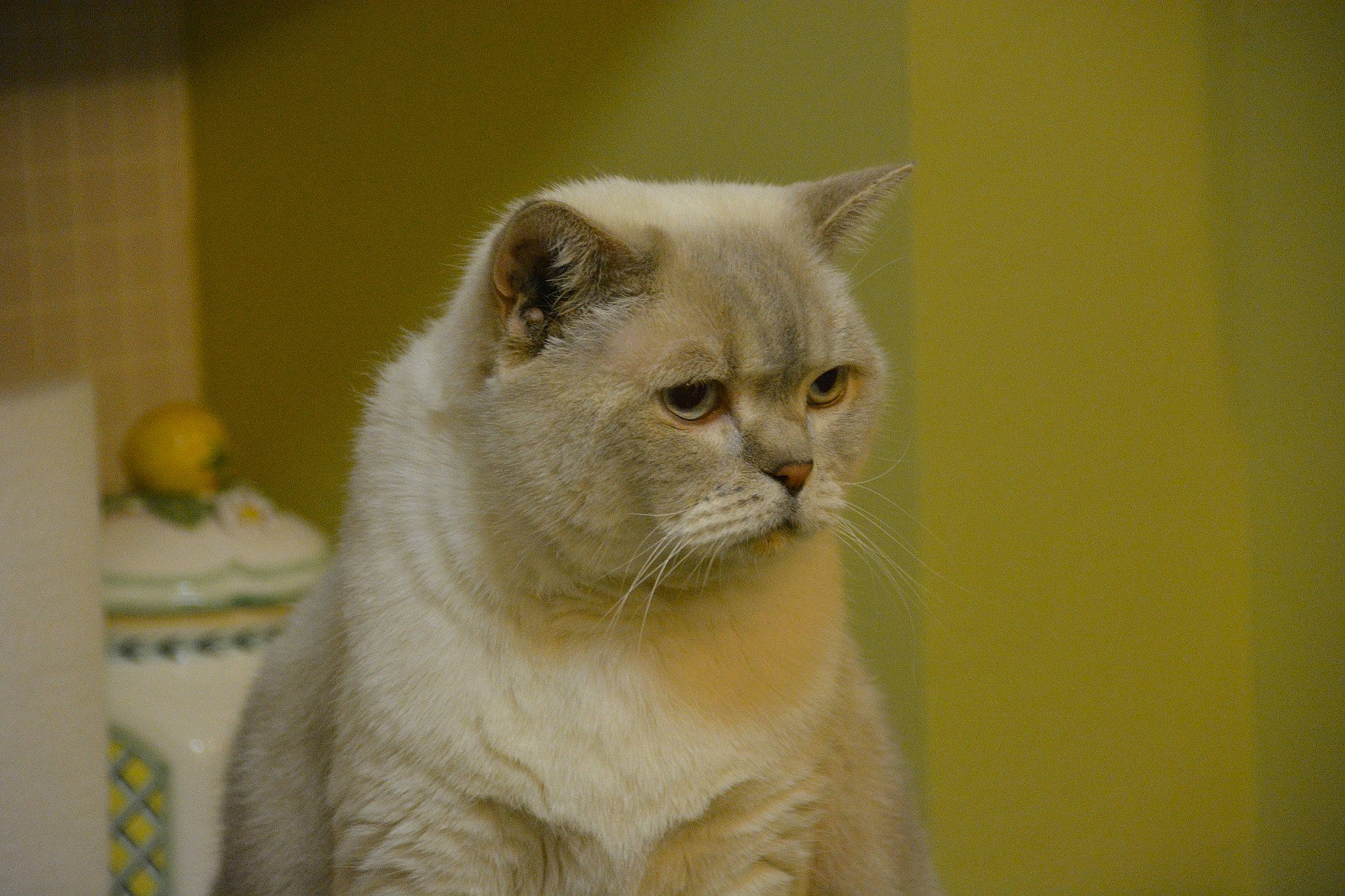 Gordon a rejoint le concours — aidez-le/la à gagner de superbes lots ! carnivore, cat, domestic_short_haired_cat, fawn, felidae, fur, small_to_medium_sized_cats, snout, terrestrial_animal, whiskers, window