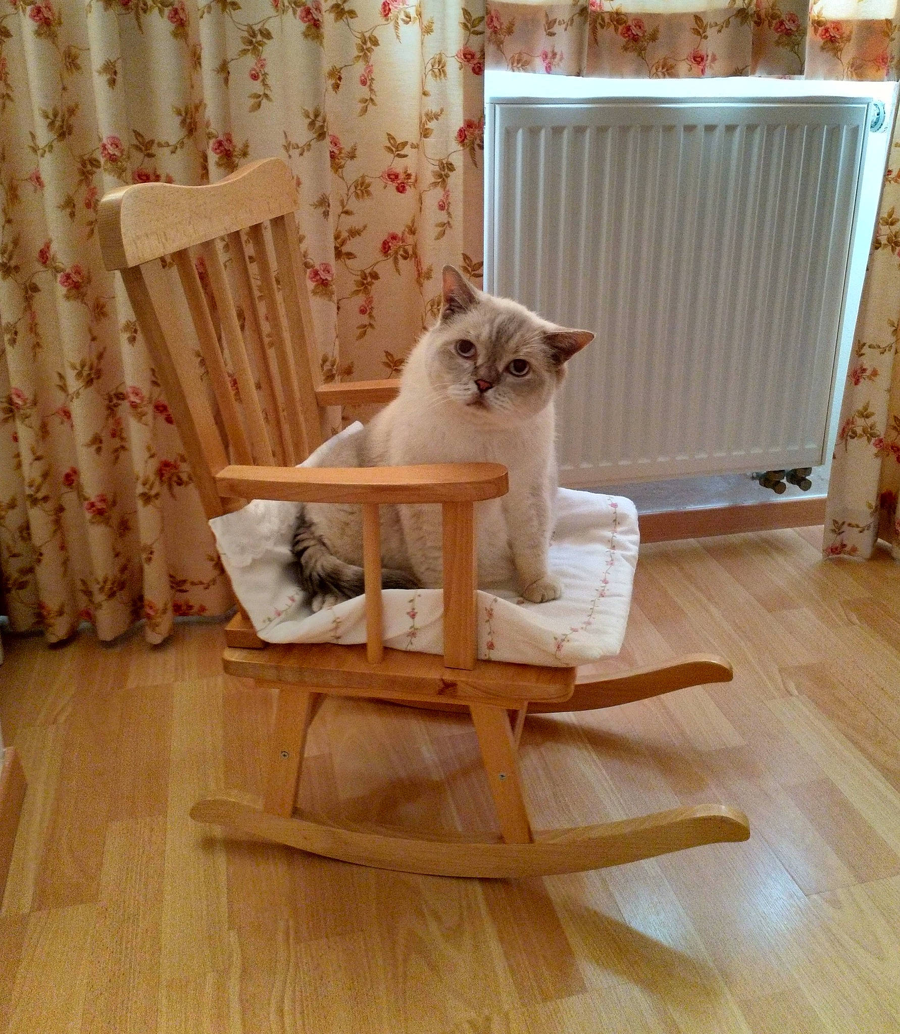 Gordon participe au concours pour gagner de l'argent avec cette photo : carnivore, cat, chair, comfort, curtain, fawn, felidae, floor, flooring, fur, hardwood, interior_design, laminate_flooring, small_to_medium_sized_cats, tail, whiskers, window_treatment, wood, wood_flooring, wood_stain