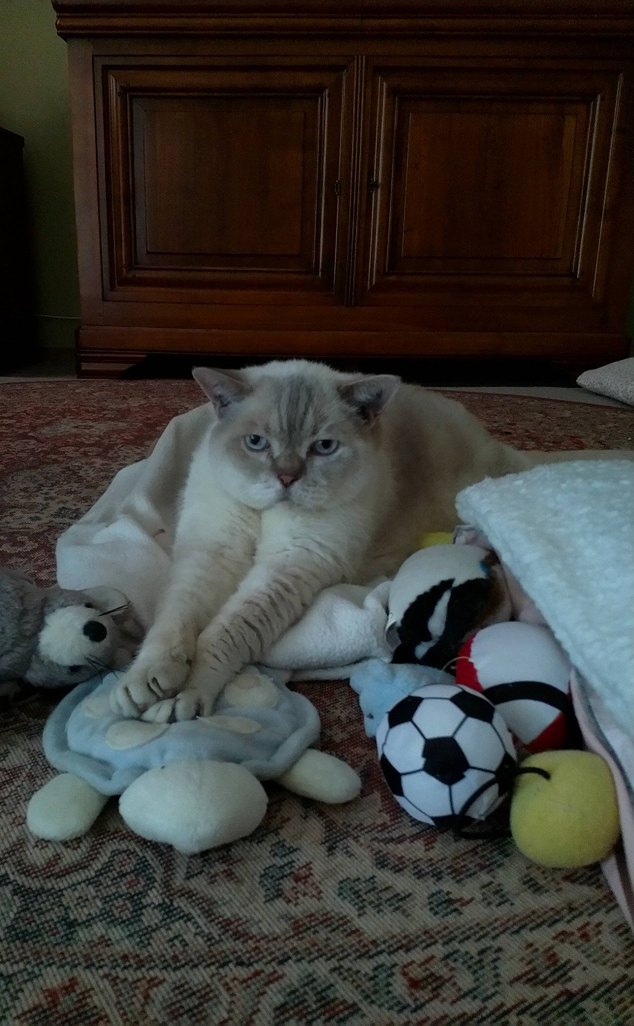 Gordon participe au concours pour gagner de l'argent avec cette photo : ball, cabinetry, carnivore, cat, comfort, door, fawn, felidae, flooring, football, grey, hardwood, small_to_medium_sized_cats, snout, soccer, soccer_ball, sports_equipment, tail, whiskers, wood