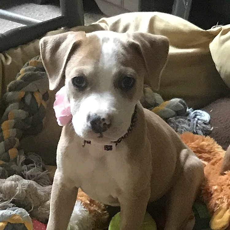 Abigail joined the competition — help win amazing prizes! animal, ball, boxer, bulldog, canine, couch, cushion, dog, furniture, homedecor, hound, labradorretriever, livestock, pet, pitbull, puppy, sheep, sport, tennis, tennisball