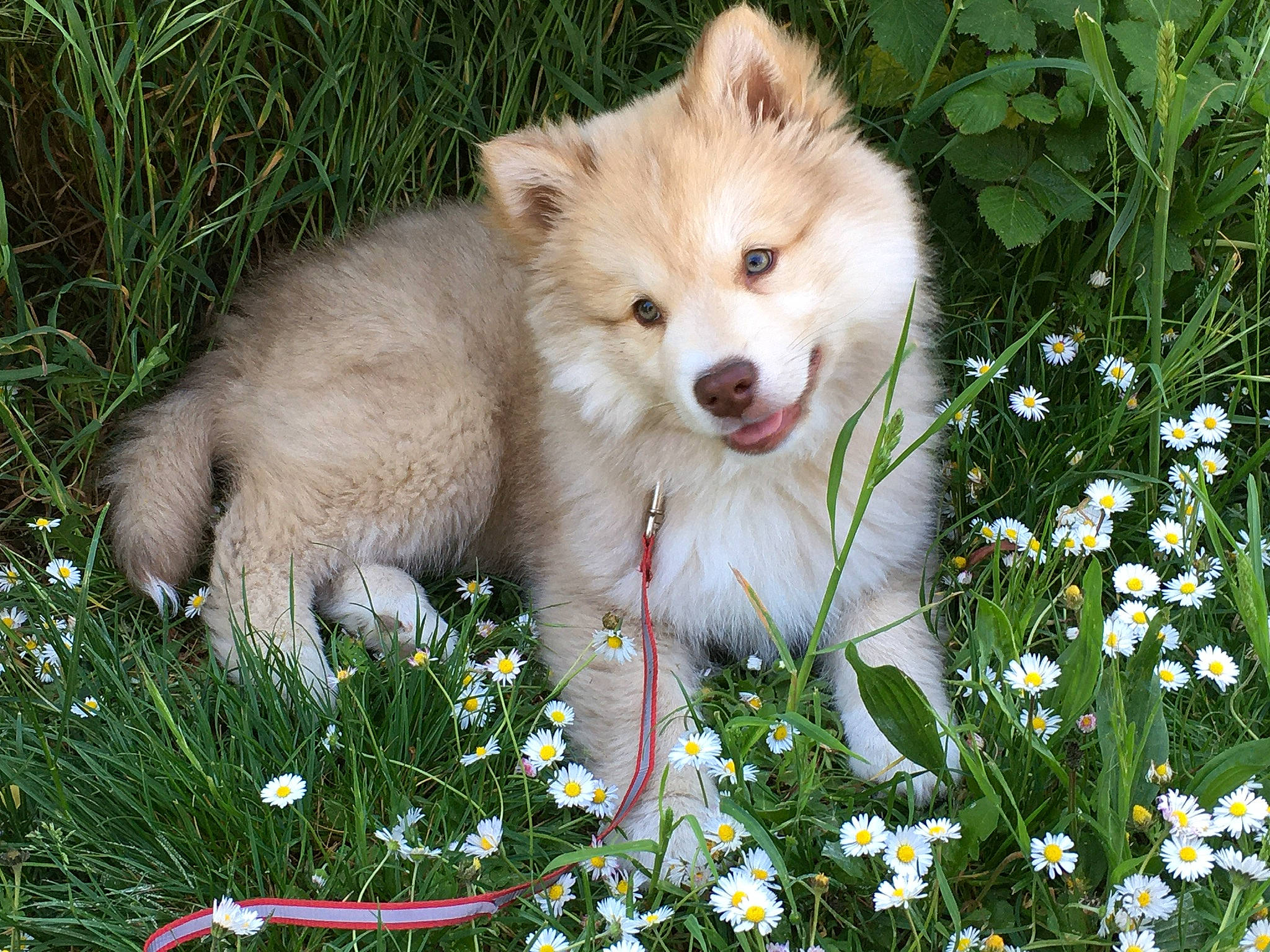 Taïko a rejoint le concours — aidez-le/la à gagner de superbes lots ! carnivore, companion_dog, dog, dog_breed, eye, fawn, flower, german_spitz, german_spitz_klein, german_spitz_mittel, grass, green, groundcover, people_in_nature, plant, snout, spitz, sporting_group, terrestrial_animal, whiskers