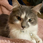 Dutchess joined the competition — help win amazing prizes! animal, blanket, cat, closeup, collar, cozy, cute, domestic, ears, feline, fur, gray_cat, indoor, paws, pet, relaxed, resting, soft_texture, whiskers, white_cat