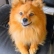 Tyson joined the competition — help win amazing prizes! animal, chair, cute, dog, domestic_animal, fluffy, friendly, fur, happy, indoor, leather, looking_at_camera, orange, pet, pomeranian, portrait, sitting, small_dog, smiling, tongue_out