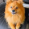 animal, chair, cute, dog, domestic_animal, fluffy, friendly, fur, happy, indoor, leather, looking_at_camera, orange, pet, pomeranian, portrait, sitting, small_dog, smiling, tongue_out