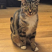 Pop joined the competition — help win amazing prizes! cat, tabby, white_paws, white_chest, sitting, wooden_floor, indoor, pet, animal, curious, alert, feline, whiskers, ears, eyes, flooring, speaker, background, household, domestic