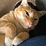 Arrow joined the competition — help win amazing prizes! animal, carpet, cat, closeup, comfort, couch, cute, domestic_cat, feline, fur, ginger_cat, household, human_lap, indoor, lap, paws, pet, relaxed, resting, whiskers