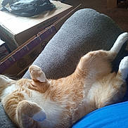Arrow joined the competition — help win amazing prizes! animal, cardboard_boxes, cat, couch, cozy, domestic_animal, fur, furniture, gray_couch, home, indoor, living_room, orange_cat, paw, pet, relaxed, resting, sleeping, whiskers, white_paws