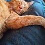 Arrow joined the competition — help win amazing prizes! abyssinian, animal, armchair, blanket, cat, chair, clothing, couch, cushion, furniture, homedecor, jeans, kitten, linen, manx, pants, person, pet, siamese, sleeping