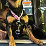 dog, small_dog, car, vehicle, collar, leash, pet, animal, window, child, interior, seat, blurred_background, sunlight, curious, close_up, paw, black_and_tan, canine, indoors