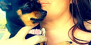 Chocolate is registered to the contest to win money with this photo: animal, black_top, calm, car, casual, close_up, collar, cute, dog, face, hand, holding, indoor, pet, portrait, relaxed, seatbelt, small_dog, tan_markings, woman