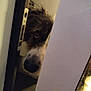 dog, peeking, door, curious, black_and_white, pet, indoor, close_up, face, animal, fur, nose, eye, door_frame, wall, shadow, light, close_quarters, peek, mystery