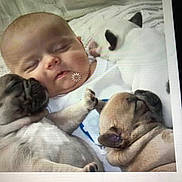 Nova joined the competition — help win amazing prizes! accessories, animal, baby, bed, bulldog, canine, cat, dog, face, frenchbulldog, furniture, head, hound, newborn, person, pet, photography, portrait, puppy, sleeping