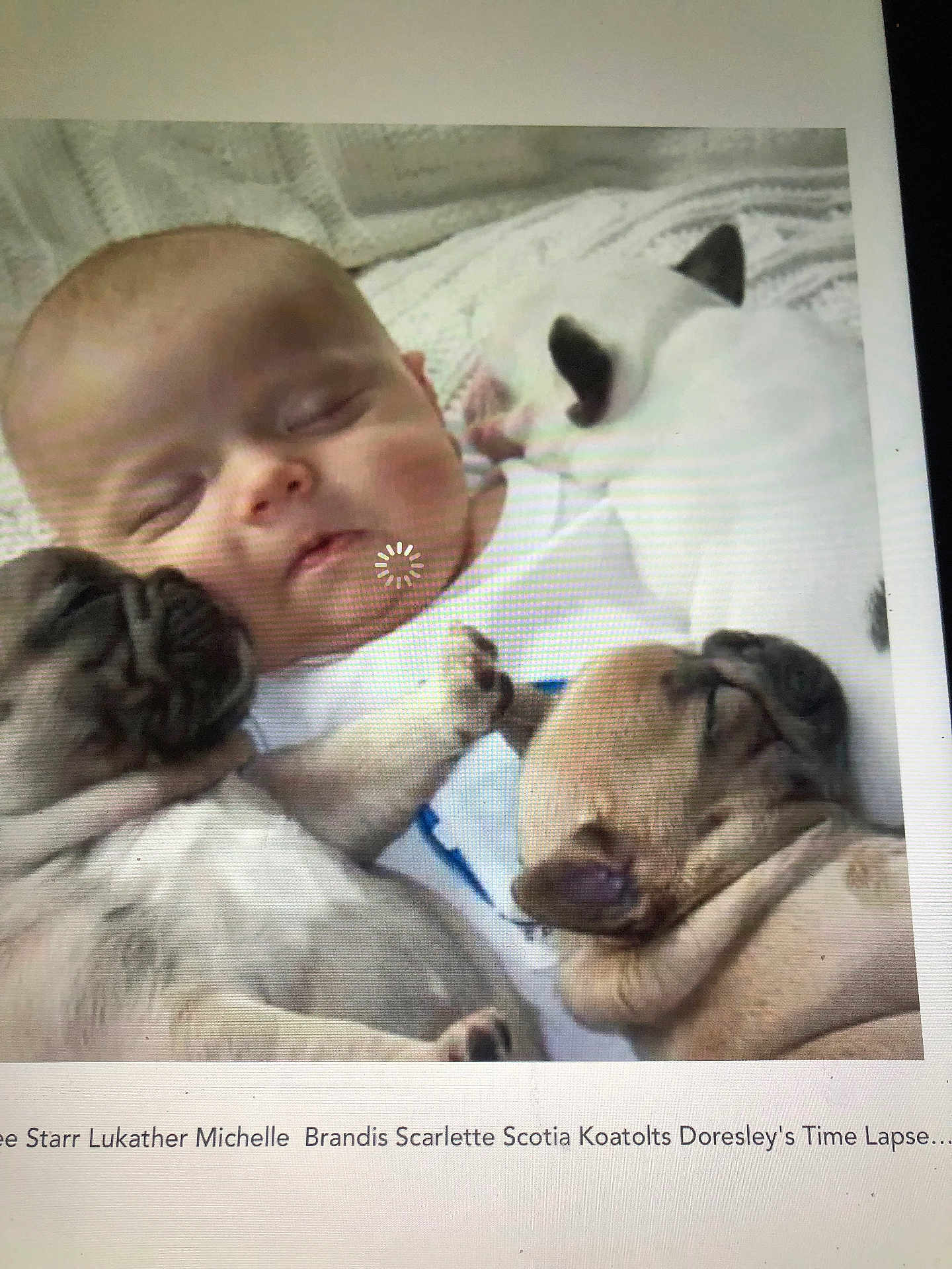 Nova joined the competition — help win amazing prizes! accessories, animal, baby, bed, bulldog, canine, cat, dog, face, frenchbulldog, furniture, head, hound, newborn, person, pet, photography, portrait, puppy, sleeping