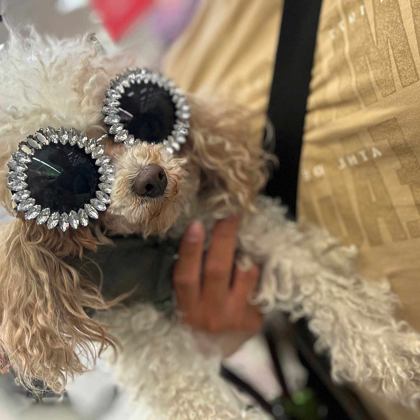 Duke joined the competition — help win amazing prizes! accessory, adorable, animal, beige_shirt, close_up, companion, curly_fur, cute, dog, domestic_animal, eyewear, fashion, fluffy, hand, indoor, person, pet, portrait, sunglasses, toy_poodle