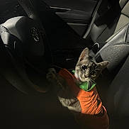 Mishi joined the competition — help win amazing prizes! abyssinian, accessories, alloywheel, animal, car, carwheel, cat, cushion, driving, homedecor, kitten, machine, manx, person, pet, spoke, tire, transportation, vehicle, wheel
