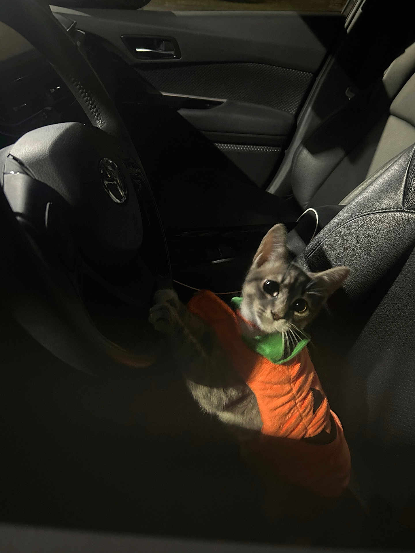 Mishi joined the competition — help win amazing prizes! abyssinian, accessories, alloywheel, animal, car, carwheel, cat, cushion, driving, homedecor, kitten, machine, manx, person, pet, spoke, tire, transportation, vehicle, wheel