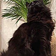 Jaguar a rejoint le concours — aidez-le/la à gagner de superbes lots ! animal, black_cat, box, butterfly_pattern, cat, close_up, curious, cute, domestic_cat, eyes, feline, fluffy, fur, green_leaves, home, indoor, pet, plant, sitting, whiskers