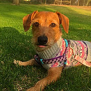 Ariel joined the competition — help win amazing prizes! dog, grass, outdoor, pet, animal, sweater, leash, fence, sunlight, greenery, canine, cute, relaxed, tongue_out, collar, daytime, nature, small_dog, portrait, playful