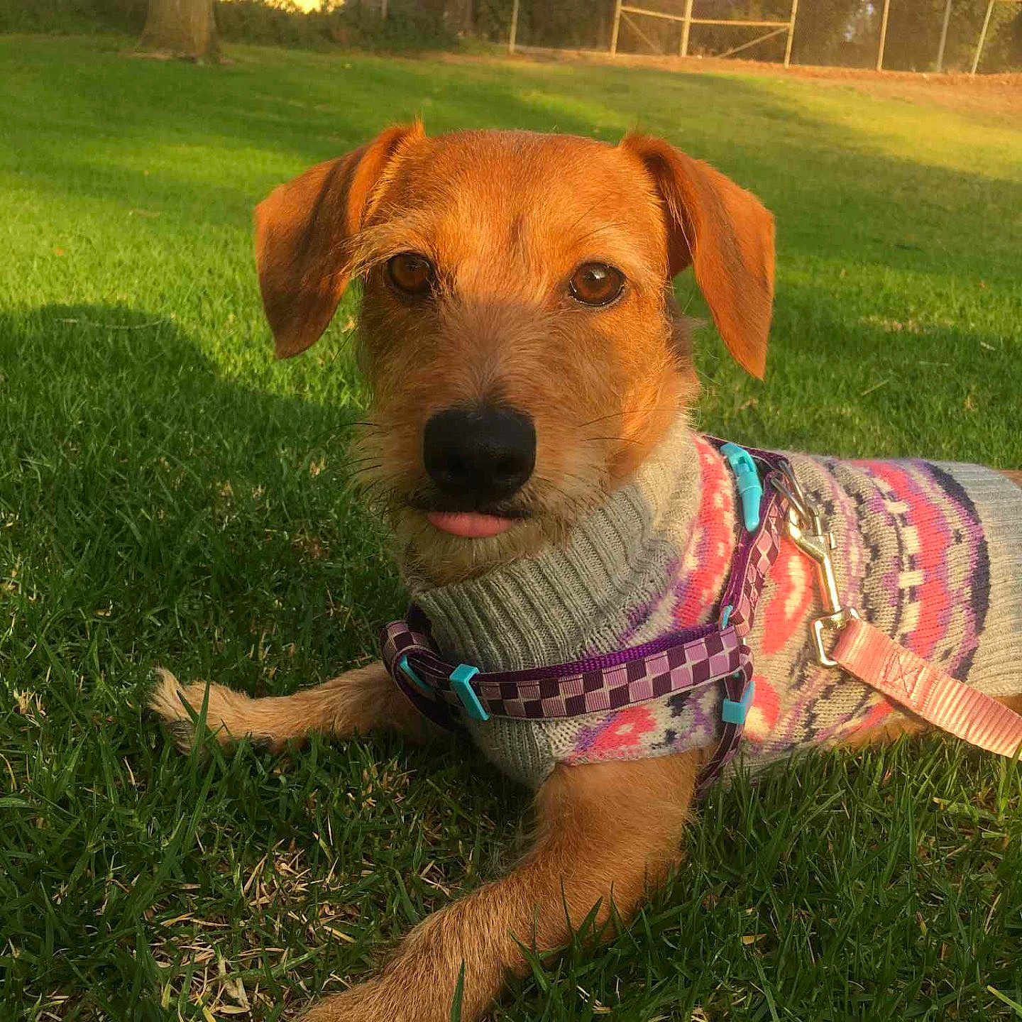 Ariel joined the competition — help win amazing prizes! animal, canine, collar, cute, daytime, dog, fence, grass, greenery, leash, nature, outdoor, pet, playful, portrait, relaxed, small_dog, sunlight, sweater, tongue_out