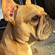 Nina participe au concours pour gagner de l'argent avec cette photo : dog, french_bulldog, pet, animal, close_up, profile, tan_fur, sunlight, outdoor, fur_texture, ears, nose, whiskers, tablecloth, brick_wall, window, pipe, daylight, canine, companion