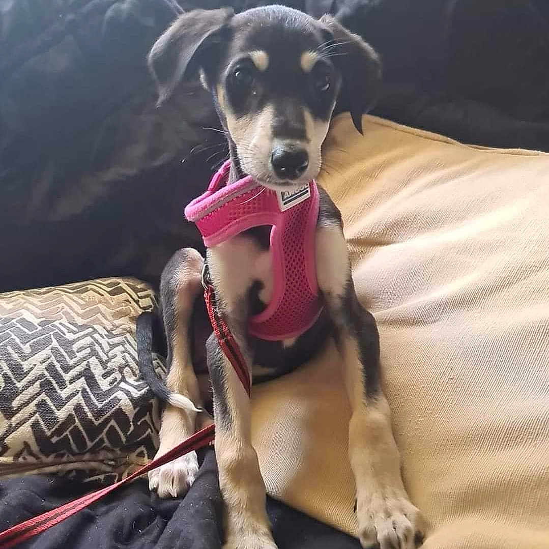 Tess joined the competition — help win amazing prizes! animal, ball, bed, bedroom, blanket, canine, couch, cushion, dog, football, furniture, homedecor, hound, indoors, pet, puppy, room, soccer, soccerball, sport