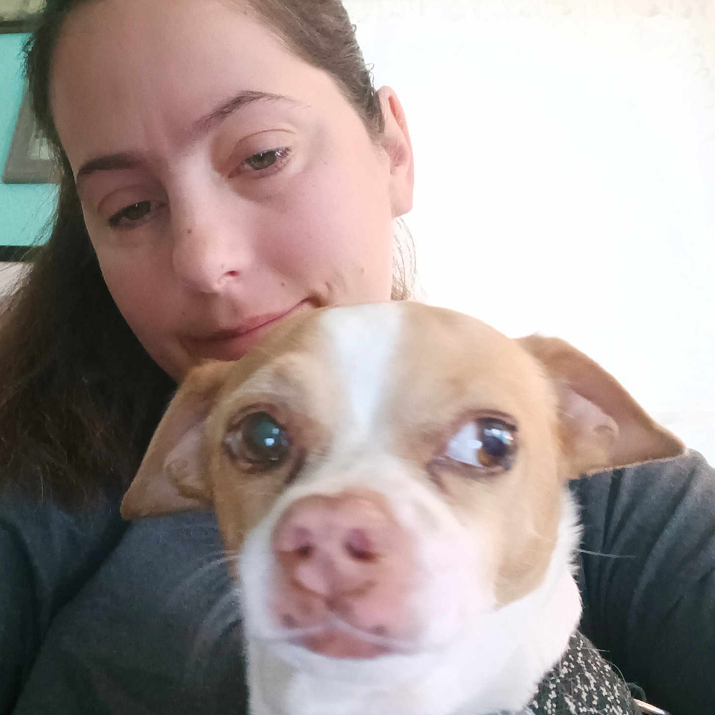 Max Brazeau joined the competition — help win amazing prizes! background, black_clothing, brown_hair, calm, closeup, companion, curtain, dog, face, framed_picture, indoor, leash, pet, portrait, small_dog, smile, wall, white, window, woman