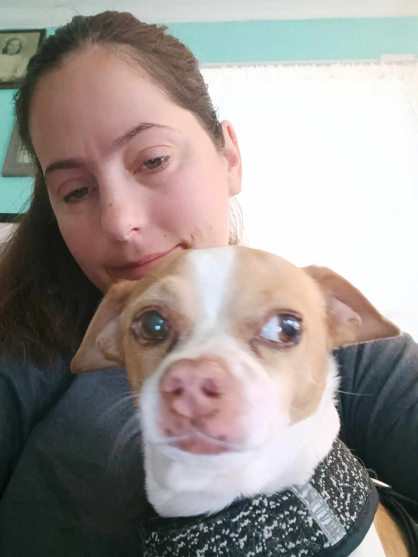 Max Brazeau joined the competition — help win amazing prizes! woman, dog, indoor, portrait, pet, closeup, face, smile, brown_hair, white, black_clothing, calm, background, framed_picture, wall, window, curtain, leash, small_dog, companion