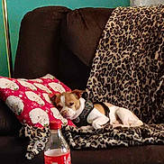 Max Brazeau joined the competition — help win amazing prizes! dog, couch, blanket, pillow, leopard_print, red, brown, bottle, snacks, indoor, resting, pet, canine, fabric, pattern, furniture, relaxing, household, comfort, casual