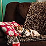 blanket, bottle, brown, canine, casual, comfort, couch, dog, fabric, furniture, household, indoor, leopard_print, pattern, pet, pillow, red, relaxing, resting, snacks