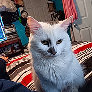 Babygirl joined the competition — help win amazing prizes! cat, white_cat, pet, bed, striped_bedspread, indoor, furniture, television, hat, clothing, door, room, foot, blanket, decor, wall, sitting, fur, animal, cozy