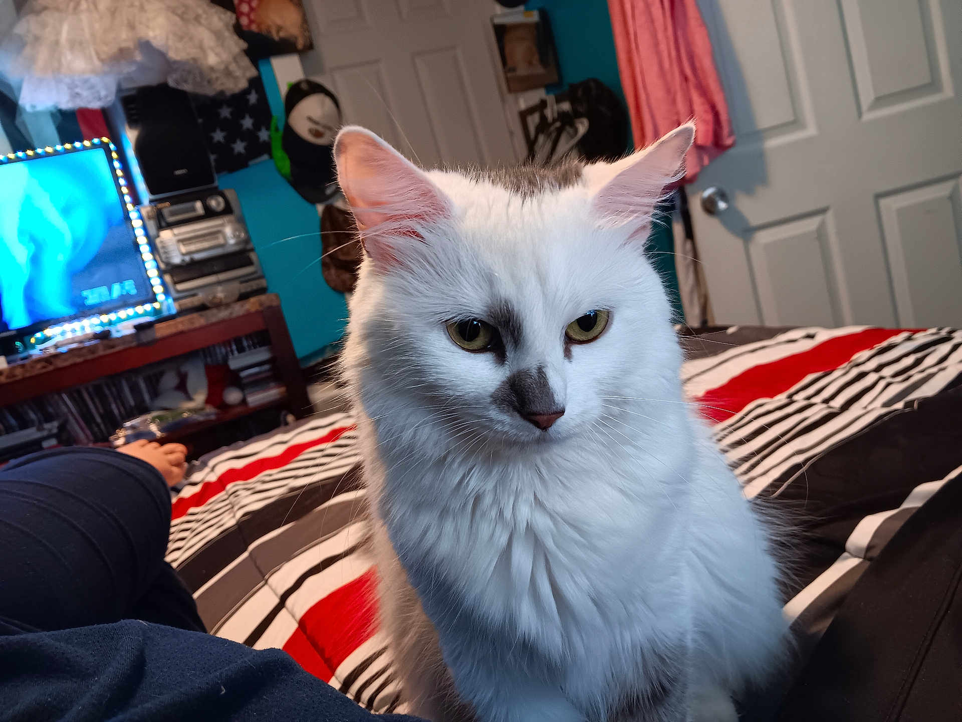 Babygirl joined the competition — help win amazing prizes! cat, white_cat, pet, bed, striped_bedspread, indoor, furniture, television, hat, clothing, door, room, foot, blanket, decor, wall, sitting, fur, animal, cozy