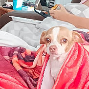 Max joined the competition — help win amazing prizes! dog, blanket, bed, person, hand, food, sandwich, cozy, indoor, comfort, brown_and_white_dog, furniture, couch, relaxation, domestic, pet, wrapped, snug, resting, casual