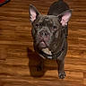 animal, background, brown_floor, canine, collar, companion, curious, dog, domestic, ears, floor, fur, household, indoor, looking_up, muzzle, pet, portrait, standing, wooden_floor