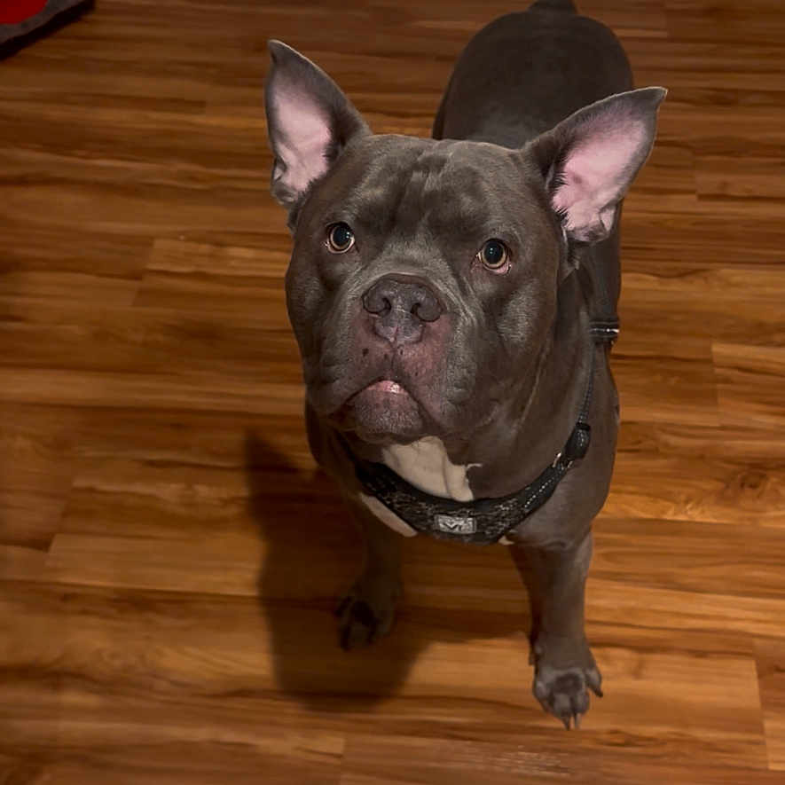Ryder