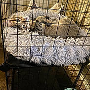 Rocky is registered to the contest to win money with this photo: cat, tabby, pet, cage, bed, fluffy, resting, indoor, feline, animal, fur, cute, relaxed, cozy, looking, eyes, paws, soft, home, comfort